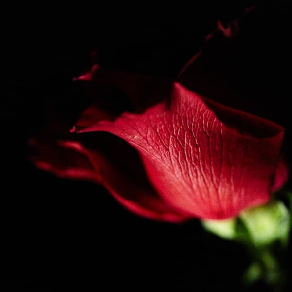 太田ルリ子写真展 「薔薇と月」