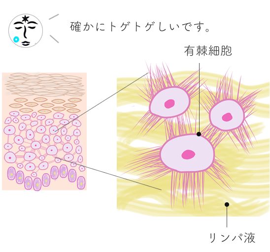 皮膚表皮の有棘層