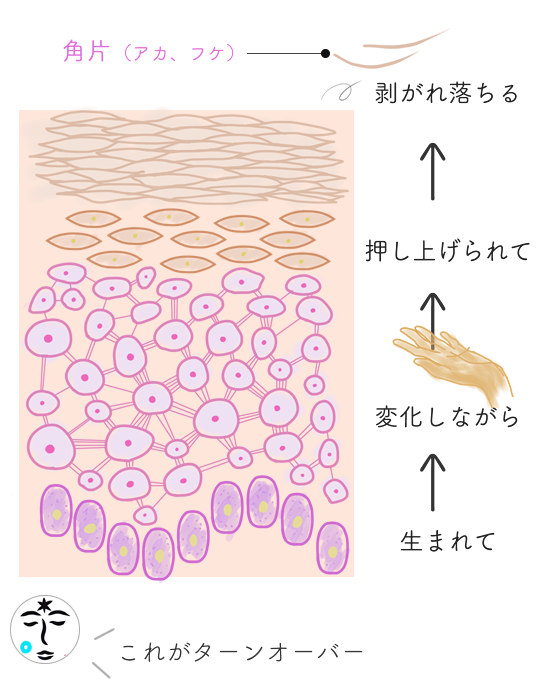 皮膚のターンオーバーの流れ