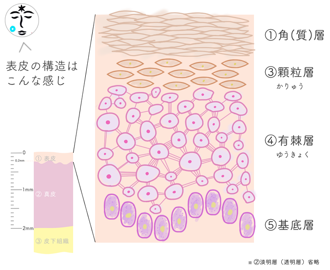 皮膚の表皮5層