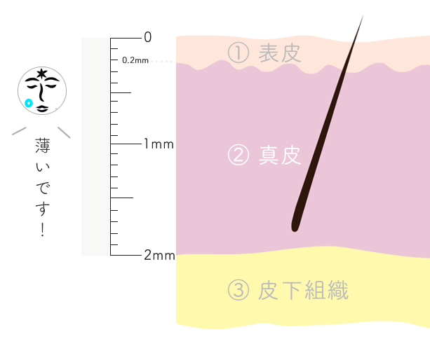 皮膚の組織構造