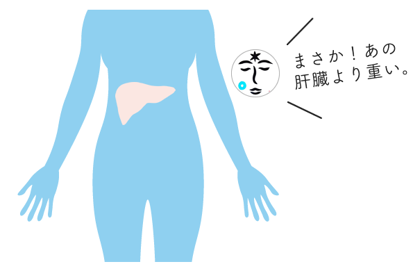 皮膚は体内最大の臓器