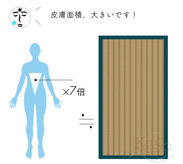 皮膚は最大の臓器